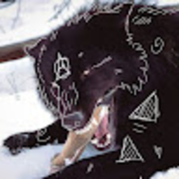 Meet your Posher, Xander - Picture 1 of 1